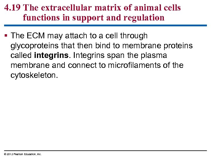 4. 19 The extracellular matrix of animal cells functions in support and regulation §