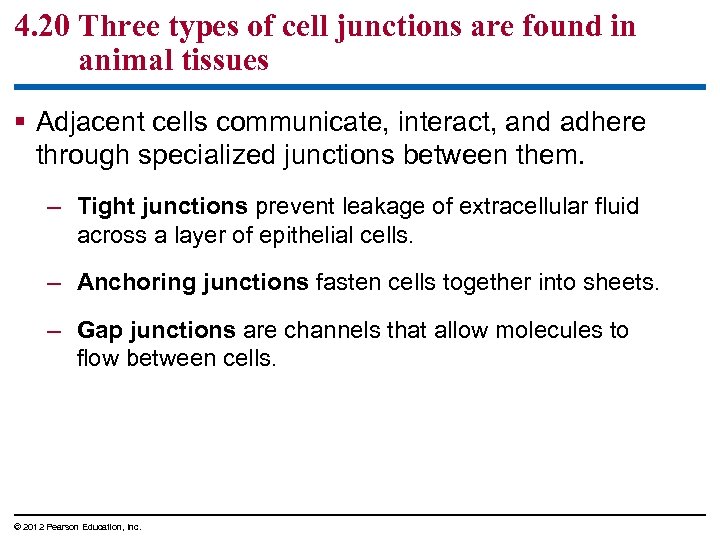 4. 20 Three types of cell junctions are found in animal tissues § Adjacent