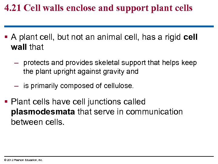 4. 21 Cell walls enclose and support plant cells § A plant cell, but