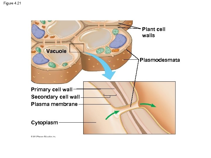 Figure 4. 21 Plant cell walls Vacuole Plasmodesmata Primary cell wall Secondary cell wall