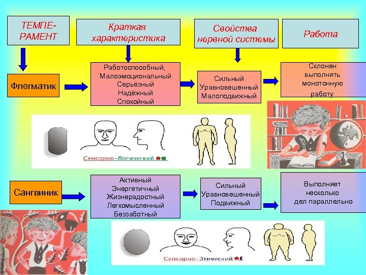 ТЕМПЕРАМЕНТ Флегматик Сангвиник Краткая характеристика Свойства нервной системы Работа Работоспособный, Малоэмоциональный Серьёзный Надёжный Спокойный