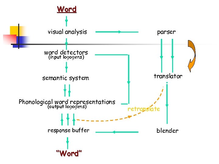 Word visual analysis parser word detectors (input logogens) semantic system Phonological word representations (output