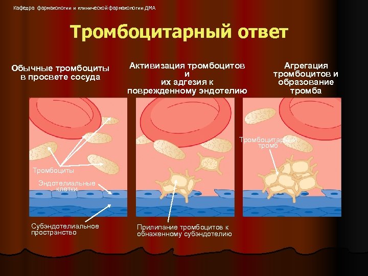 Кафедра фармакологии и клинической фармакологии ДМА Тромбоцитарный ответ Обычные тромбоциты в просвете сосуда Активизация