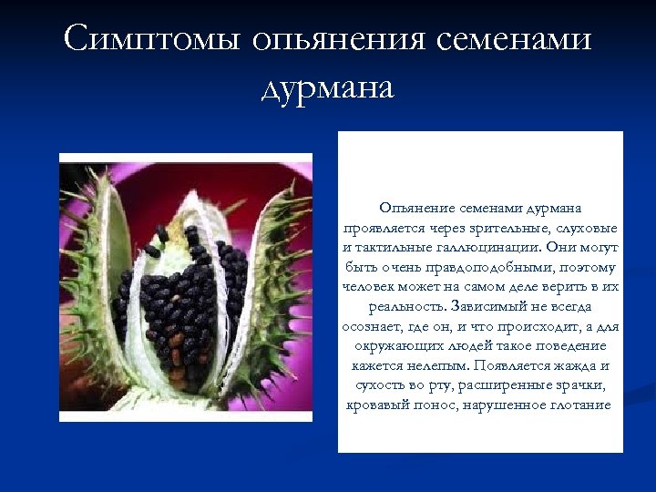 Симптомы опьянения семенами дурмана Опьянение семенами дурмана проявляется через зрительные, слуховые и тактильные галлюцинации.