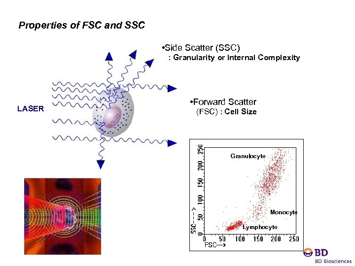 Properties of FSC and SSC : Granularity or Internal Complexity • Side Scatter (SSC)