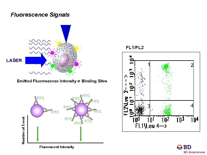 Fluorescence Signals FL 1/FL 2 LASER 1 2 3 4 Emitted Fluorescence Intensity Binding