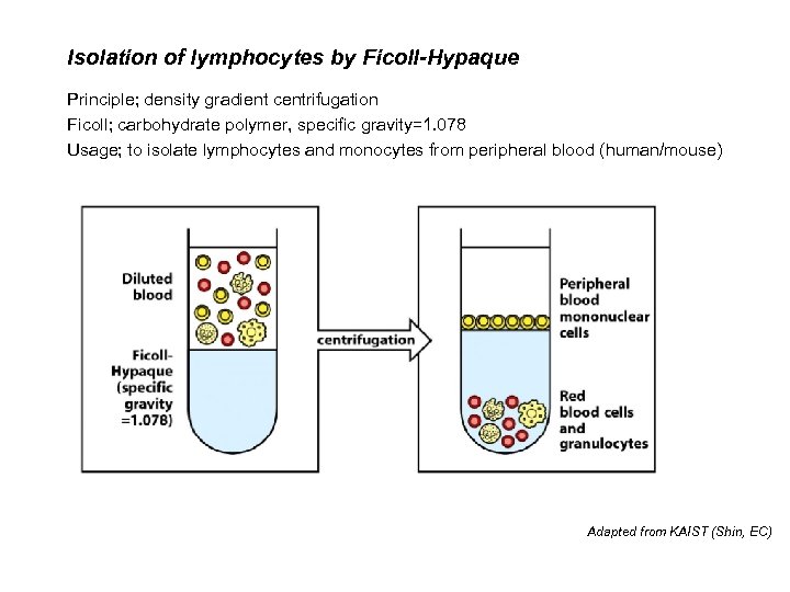 Isolation of lymphocytes by Ficoll-Hypaque Principle; density gradient centrifugation Ficoll; carbohydrate polymer, specific gravity=1.