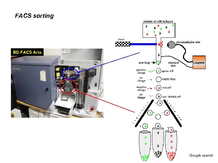 FACS sorting BD FACS Aria Google search 