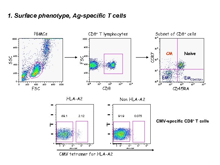 1. Surface phenotype, Ag-specific T cells CD 8+ T lymphocytes PBMCs 600 3 CM