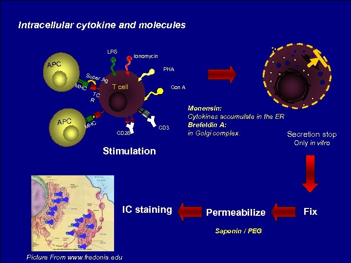 Intracellular cytokine and molecules LPS Ionomycin APC Supe MHC APC PHA r Ag TC