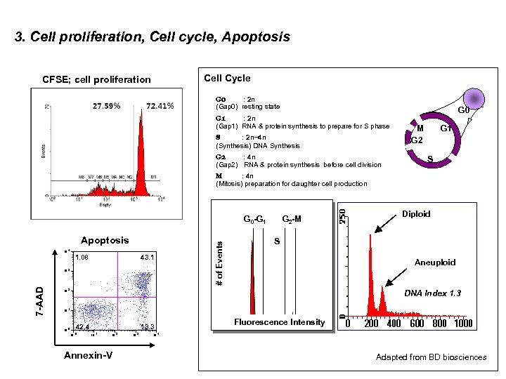 3. Cell proliferation, Cell cycle, Apoptosis Cell Cycle CFSE; cell proliferation G 0 :