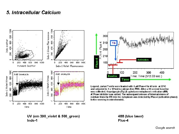 5. Intracellular Calcium UV (em 390_violet & 500_green) Indo-1 488 (blue laser) Fluo-4 Google