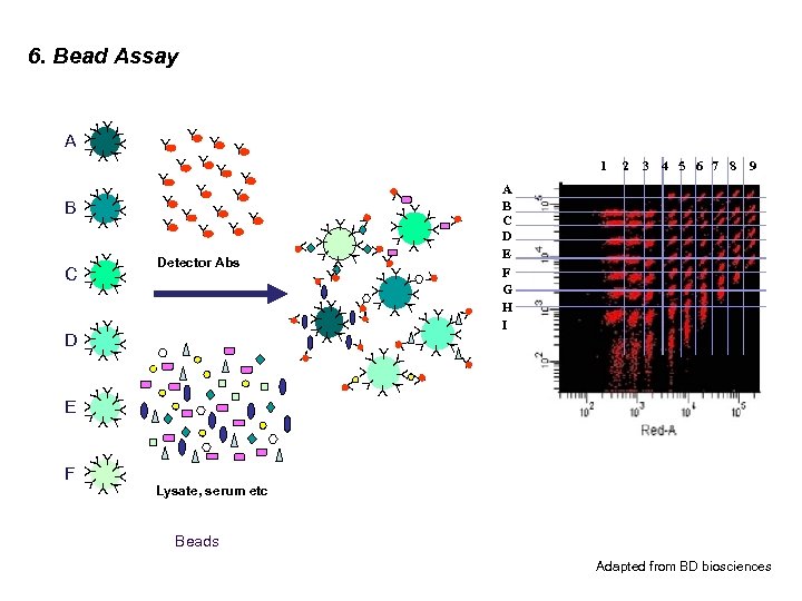 6. Bead Assay Y YY Y Y YY 2 3 4 5 6 7