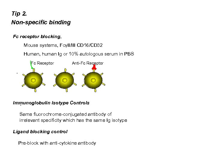 Tip 2. Non-specific binding Fc receptor blocking, Mouse systems, FcγII/III CD 16/CD 32 Human,