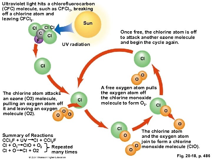 Ultraviolet light hits a chlorofluorocarbon (CFC) molecule, such as CFCl 3, breaking off a