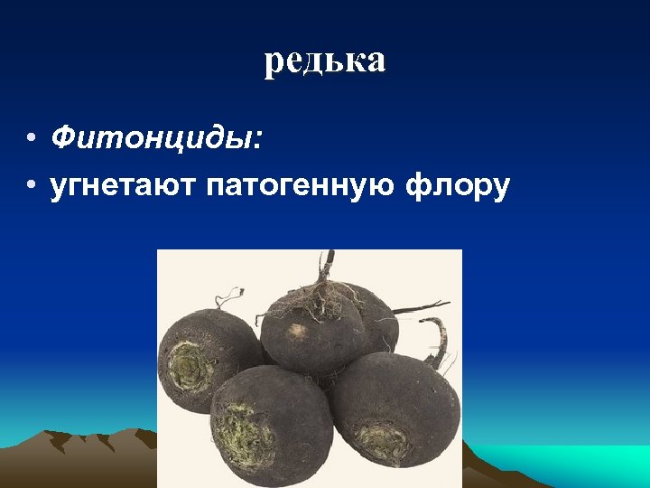 редька • Фитонциды: • угнетают патогенную флору 