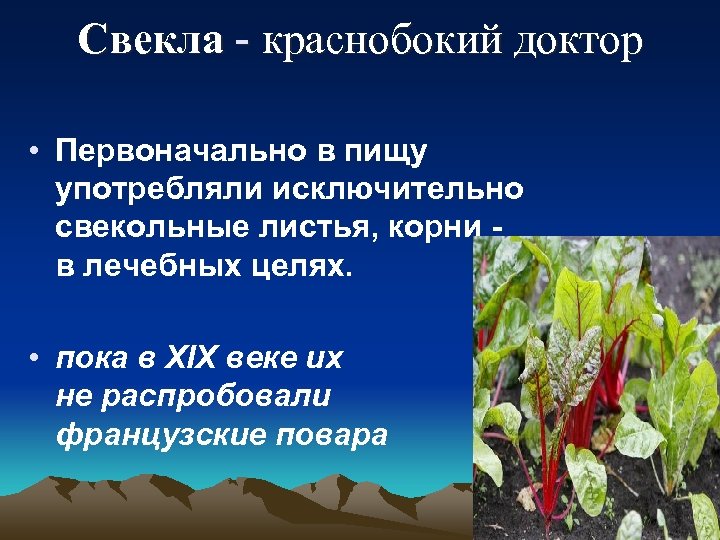 Свекла - краснобокий доктор • Первоначально в пищу употребляли исключительно свекольные листья, корни в