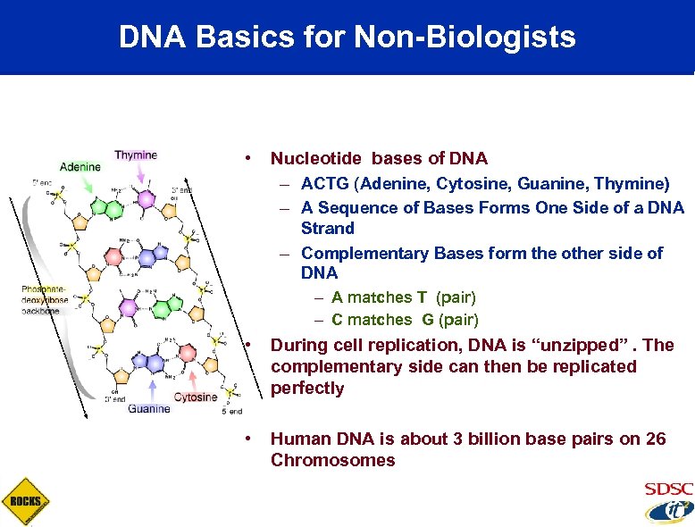 DNA Basics for Non-Biologists • Nucleotide bases of DNA – ACTG (Adenine, Cytosine, Guanine,
