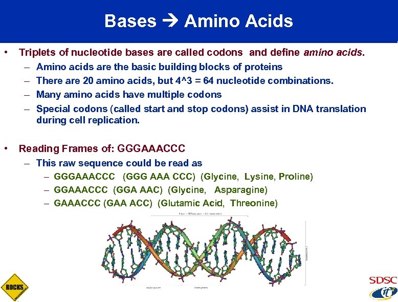 Bases Amino Acids • Triplets of nucleotide bases are called codons and define amino