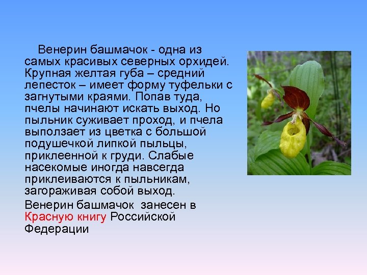 Венерин башмачок - одна из самых красивых северных орхидей. Крупная желтая губа – средний