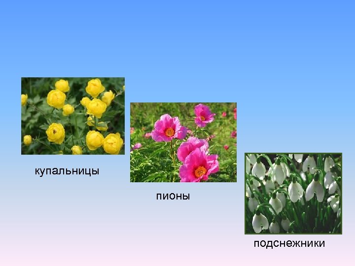 купальницы пионы подснежники 