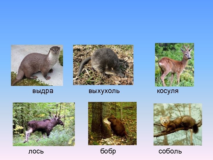 выдра лось выхухоль бобр косуля соболь 