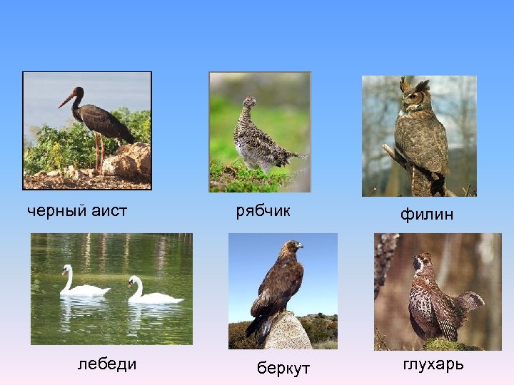 черный аист лебеди рябчик беркут филин глухарь 