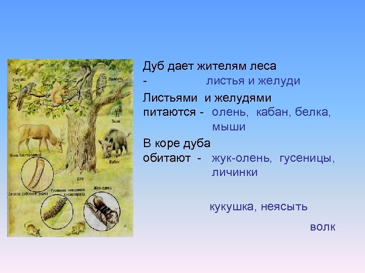 Дуб дает жителям леса листья и желуди Листьями и желудями питаются - олень, кабан,