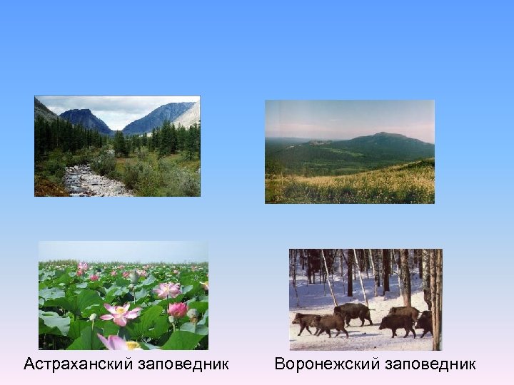 Астраханский заповедник Воронежский заповедник 