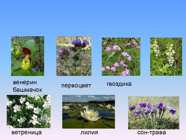 венерин башмачок ветреница первоцвет лилия гвоздика сон-трава 
