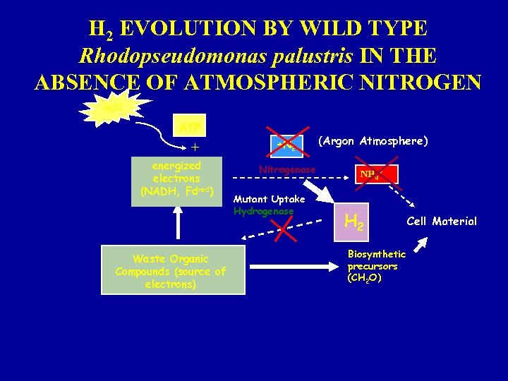 H 2 EVOLUTION BY WILD TYPE Rhodopseudomonas palustris IN THE ABSENCE OF ATMOSPHERIC NITROGEN