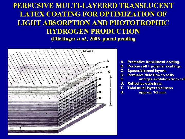 PERFUSIVE MULTI-LAYERED TRANSLUCENT LATEX COATING FOR OPTIMIZATION OF LIGHT ABSORPTION AND PHOTOTROPHIC HYDROGEN PRODUCTION