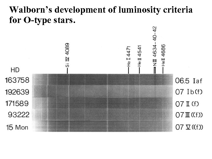 Walborn’s development of luminosity criteria for O-type stars. 