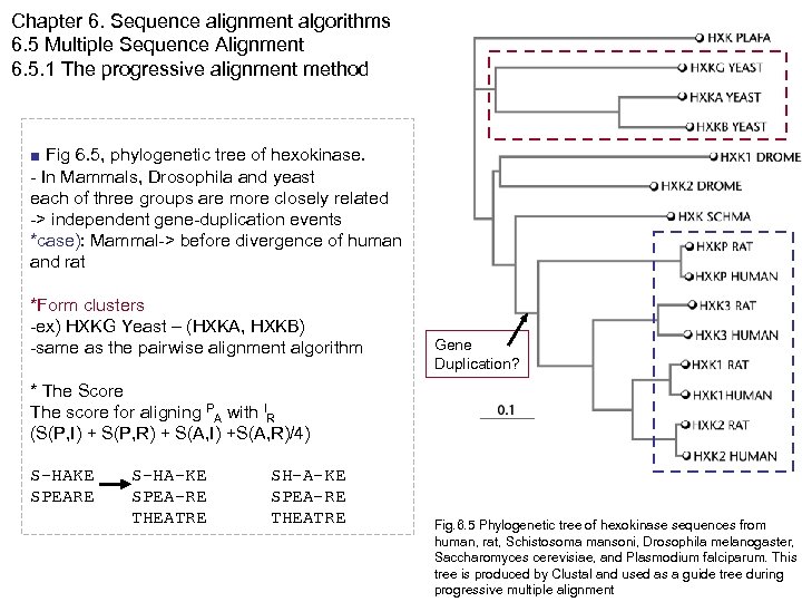 Chapter 6. Sequence alignment algorithms 6. 5 Multiple Sequence Alignment 6. 5. 1 The