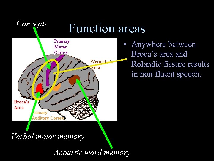 Concepts Function areas • Anywhere between Broca’s area and Rolandic fissure results in non-fluent