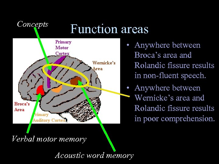 Concepts Function areas • Anywhere between Broca’s area and Rolandic fissure results in non-fluent