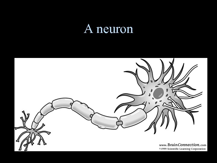 A neuron 