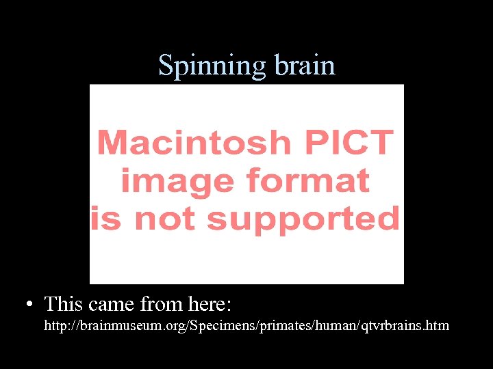 Spinning brain • This came from here: http: //brainmuseum. org/Specimens/primates/human/qtvrbrains. htm 