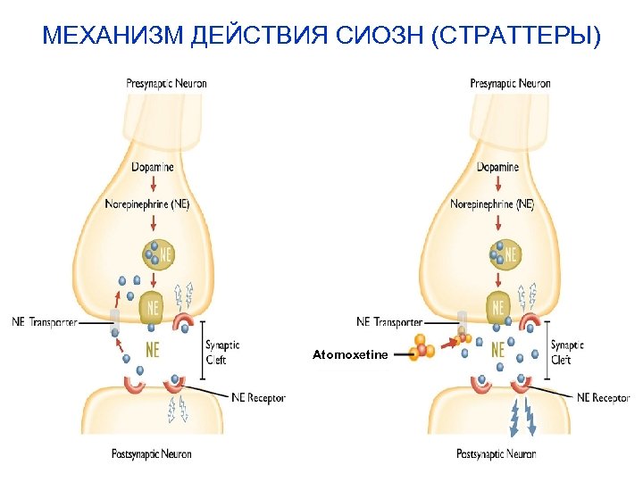МЕХАНИЗМ ДЕЙСТВИЯ СИОЗН (СТРАТТЕРЫ) Atomoxetine 1. Data on File: Eli Lilly and Company. Adapted