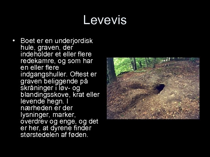Levevis • Boet er en underjordisk hule, graven, der indeholder et eller flere redekamre,