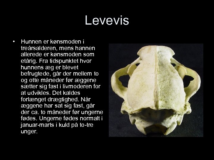 Levevis • Hunnen er kønsmoden i treårsalderen, mens hannen allerede er kønsmoden som etårig.