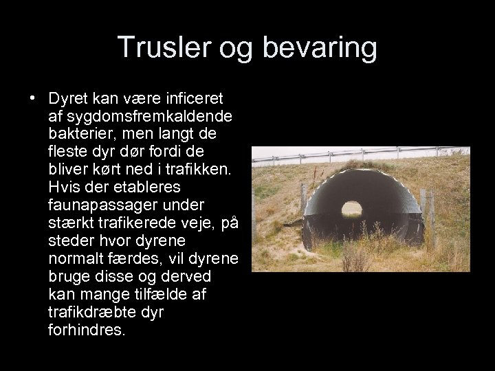 Trusler og bevaring • Dyret kan være inficeret af sygdomsfremkaldende bakterier, men langt de