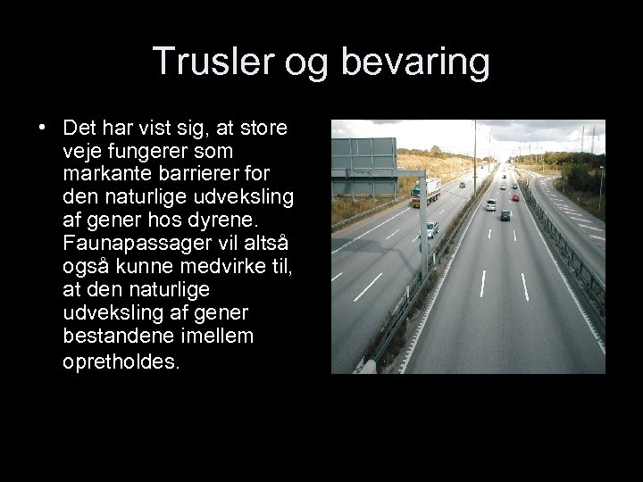 Trusler og bevaring • Det har vist sig, at store veje fungerer som markante