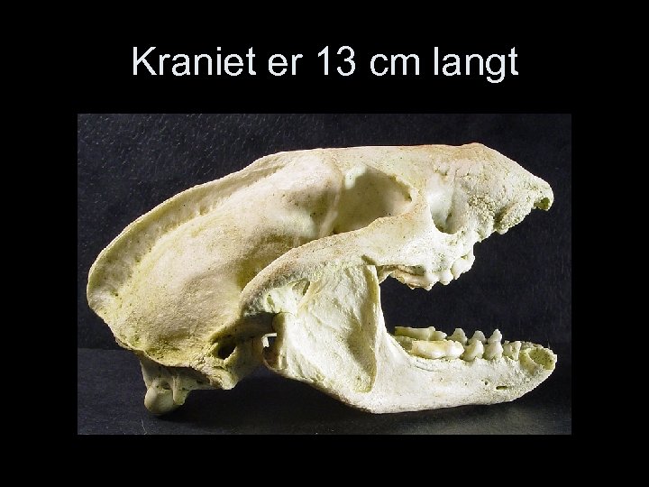 Kraniet er 13 cm langt 