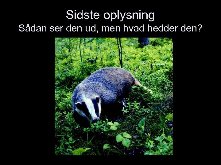 Sidste oplysning Sådan ser den ud, men hvad hedder den? 