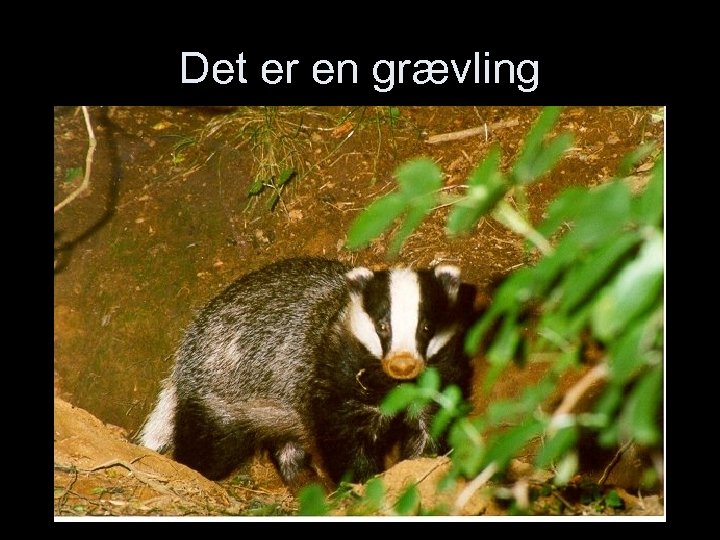 Det er en grævling 