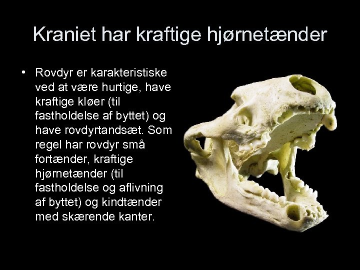 Kraniet har kraftige hjørnetænder • Rovdyr er karakteristiske ved at være hurtige, have kraftige