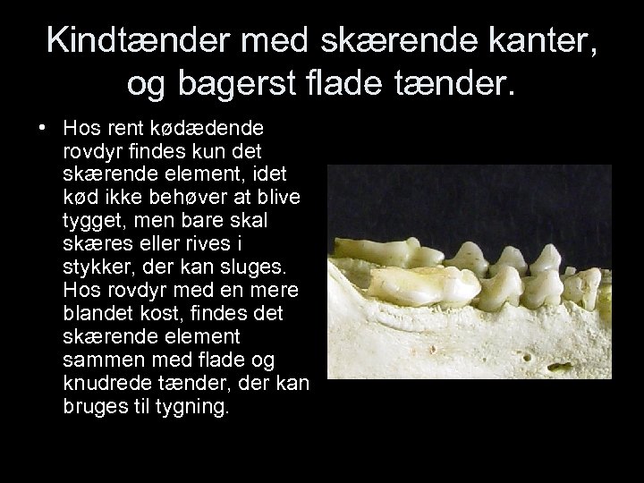 Kindtænder med skærende kanter, og bagerst flade tænder. • Hos rent kødædende rovdyr findes