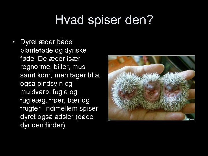 Hvad spiser den? • Dyret æder både planteføde og dyriske føde. De æder især