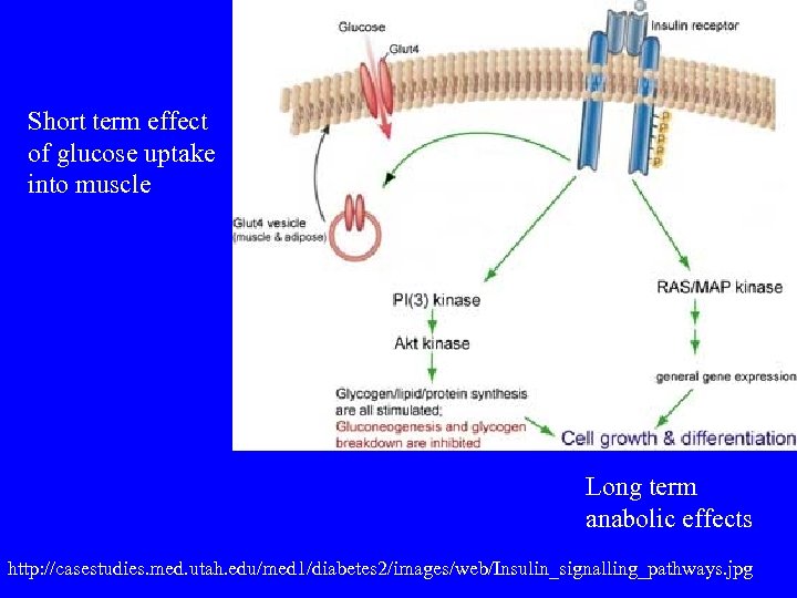 Short term effect of glucose uptake into muscle Long term anabolic effects http: //casestudies.